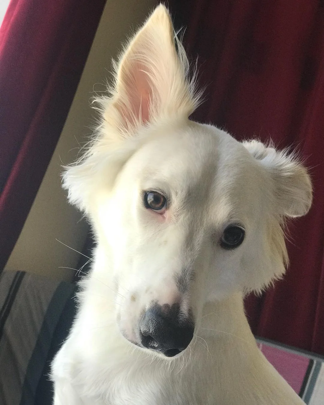 Perro rescatado de las calles