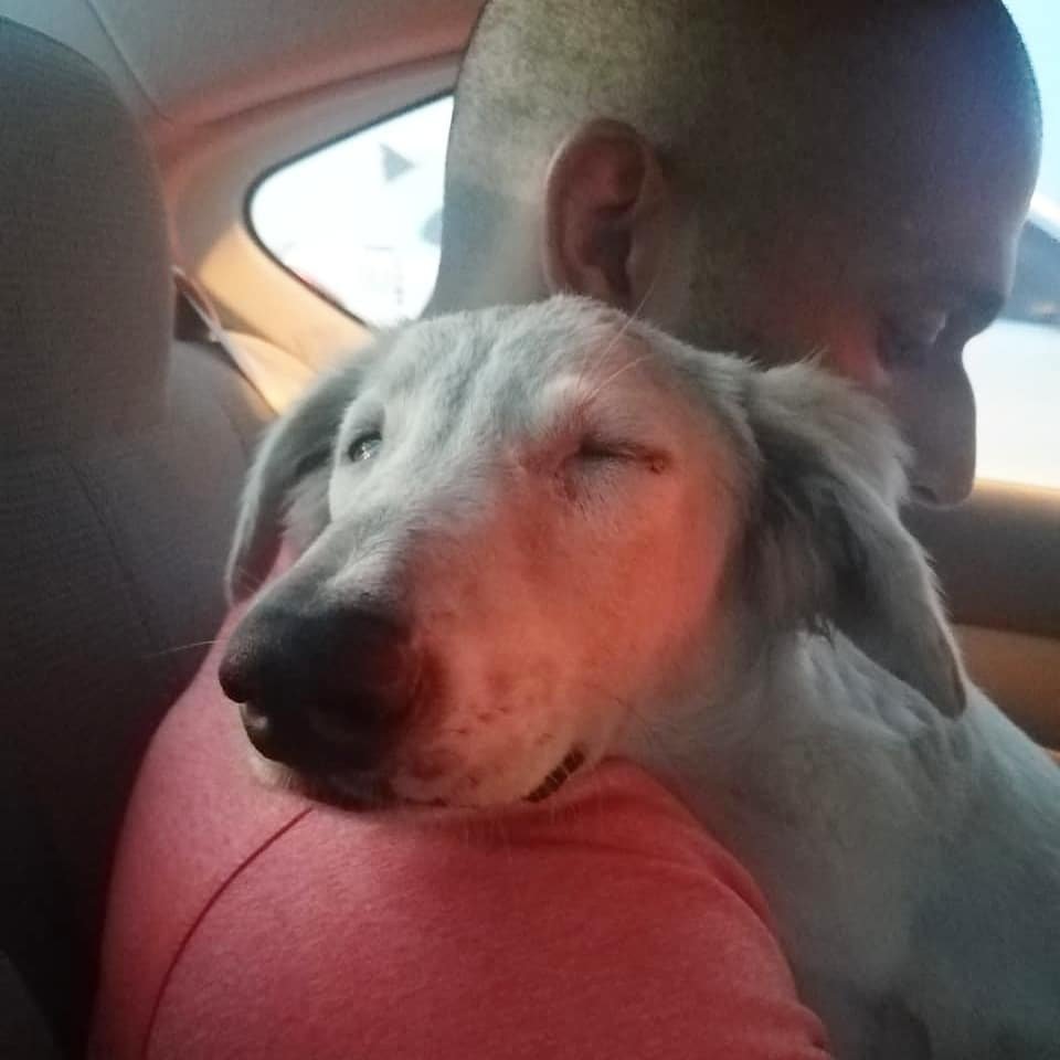 Perro se queda dormido en el hombro de papá