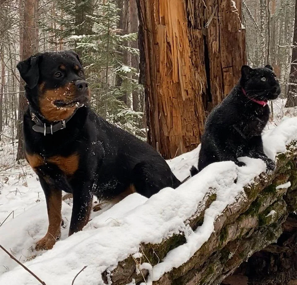 Rottweiler y Pantera amigas