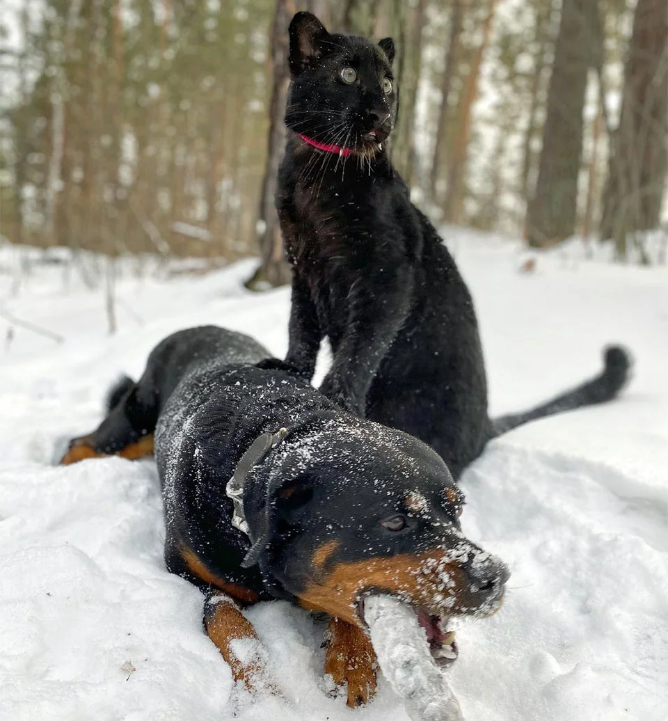Rottweiler y Pantera hermanas