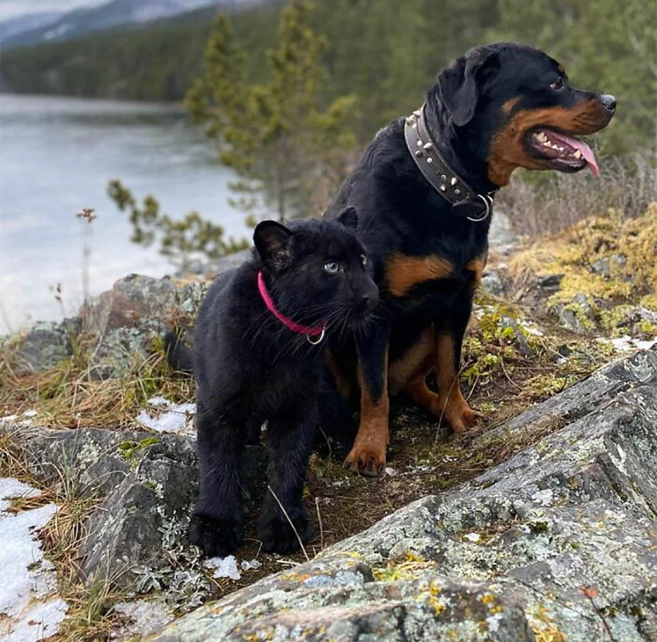 Rottweiler y Pantera