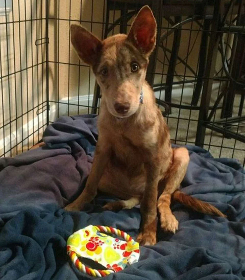 Roxanne nuevo hogar