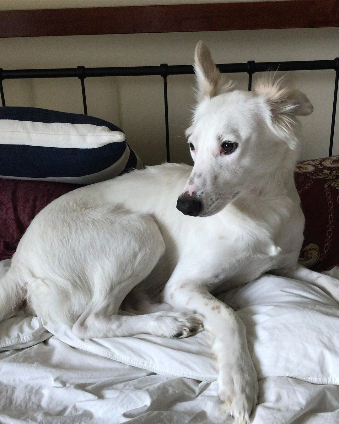 Adorable perrito blanco