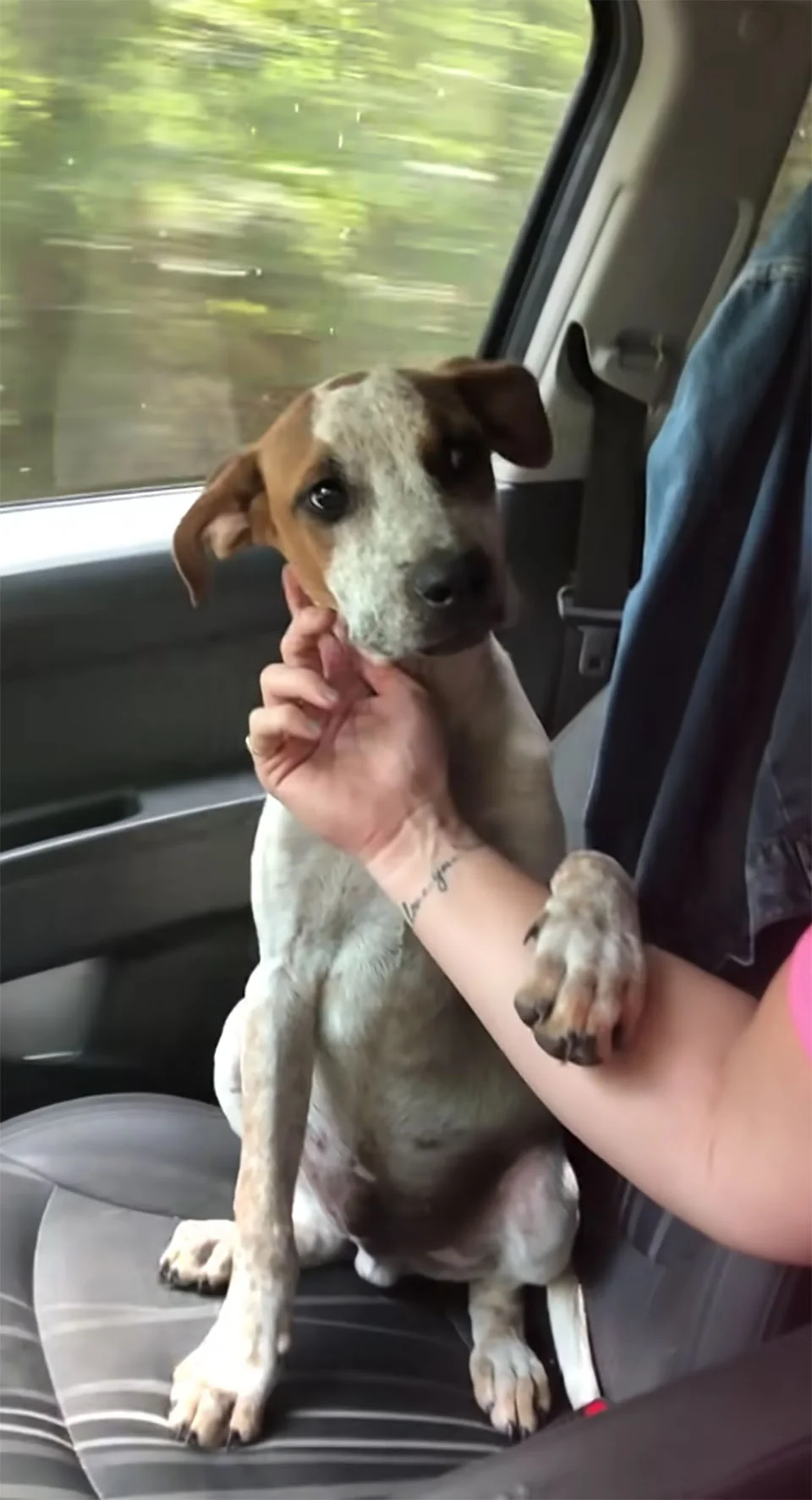 perrito le toma la mano en agradecimiento