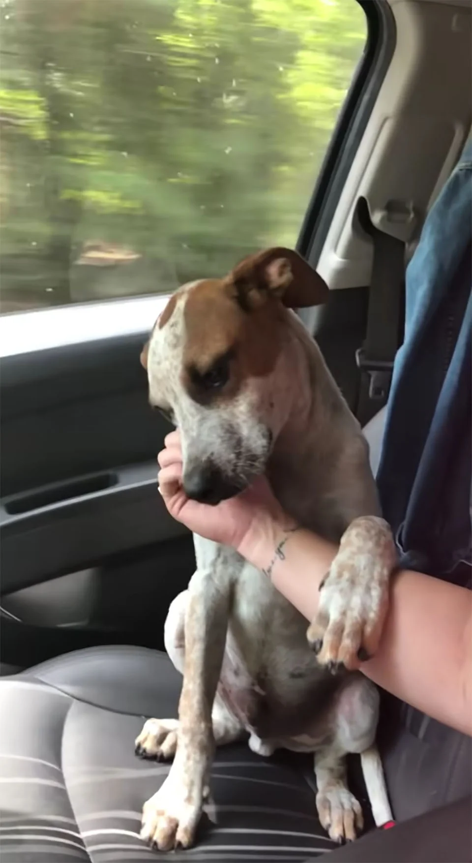 perrito rescatado le toma la mano en agradecimiento a mujer