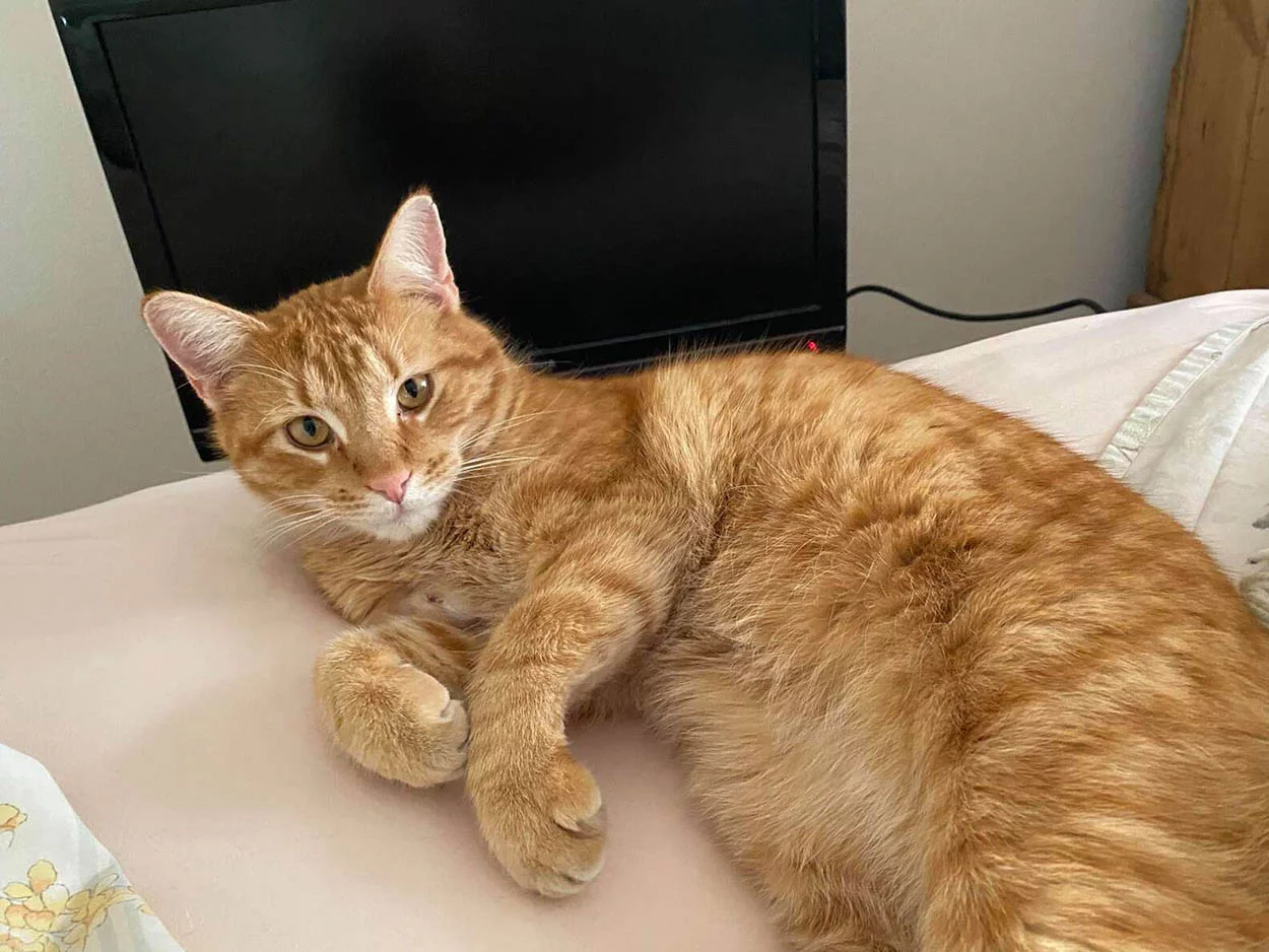 Adorable gatito naranja