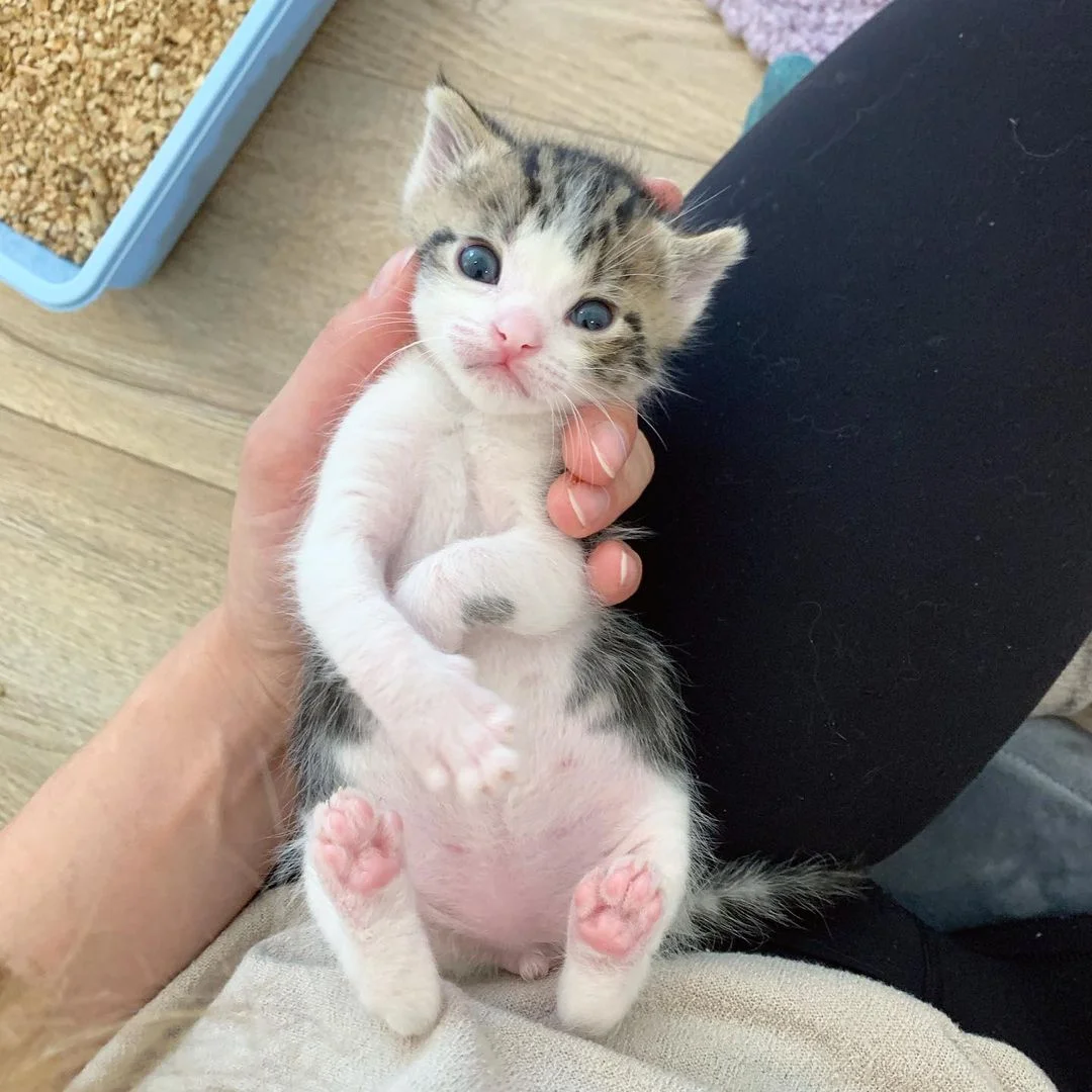 Adorable gatito rescatado