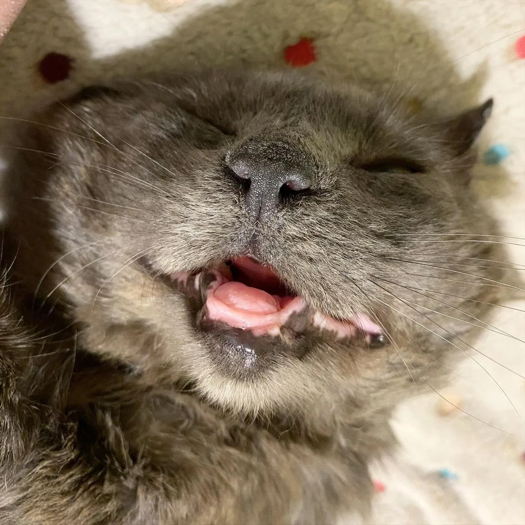 Adorable gatito rescatado