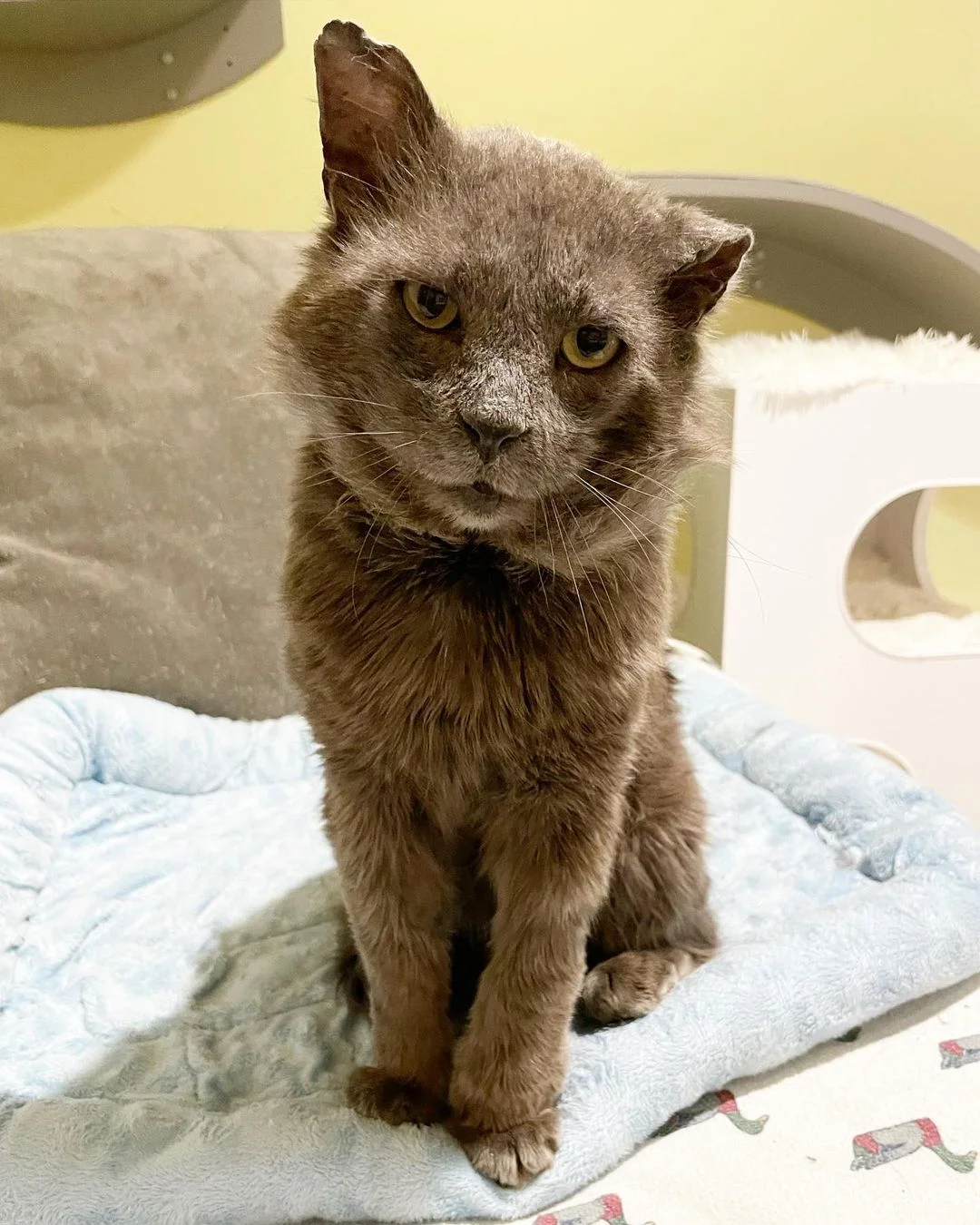 Adorable gato gris
