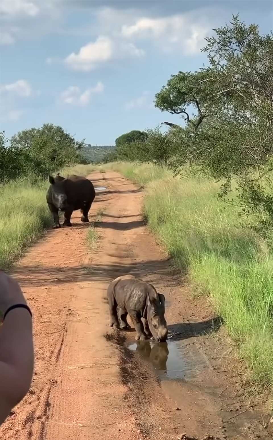 Adorable bebé rinoceronte y su madre