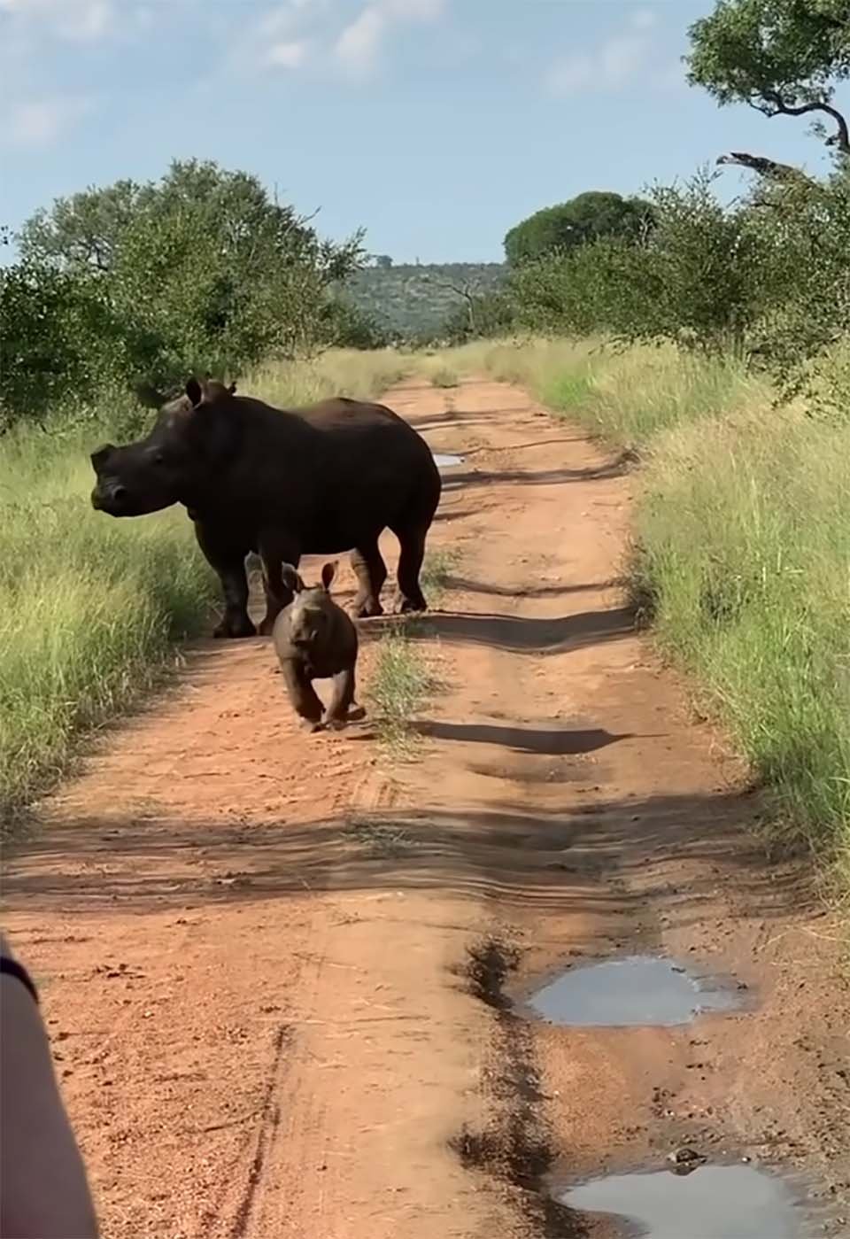 Bebé rinoceronte quiere ser aterrador