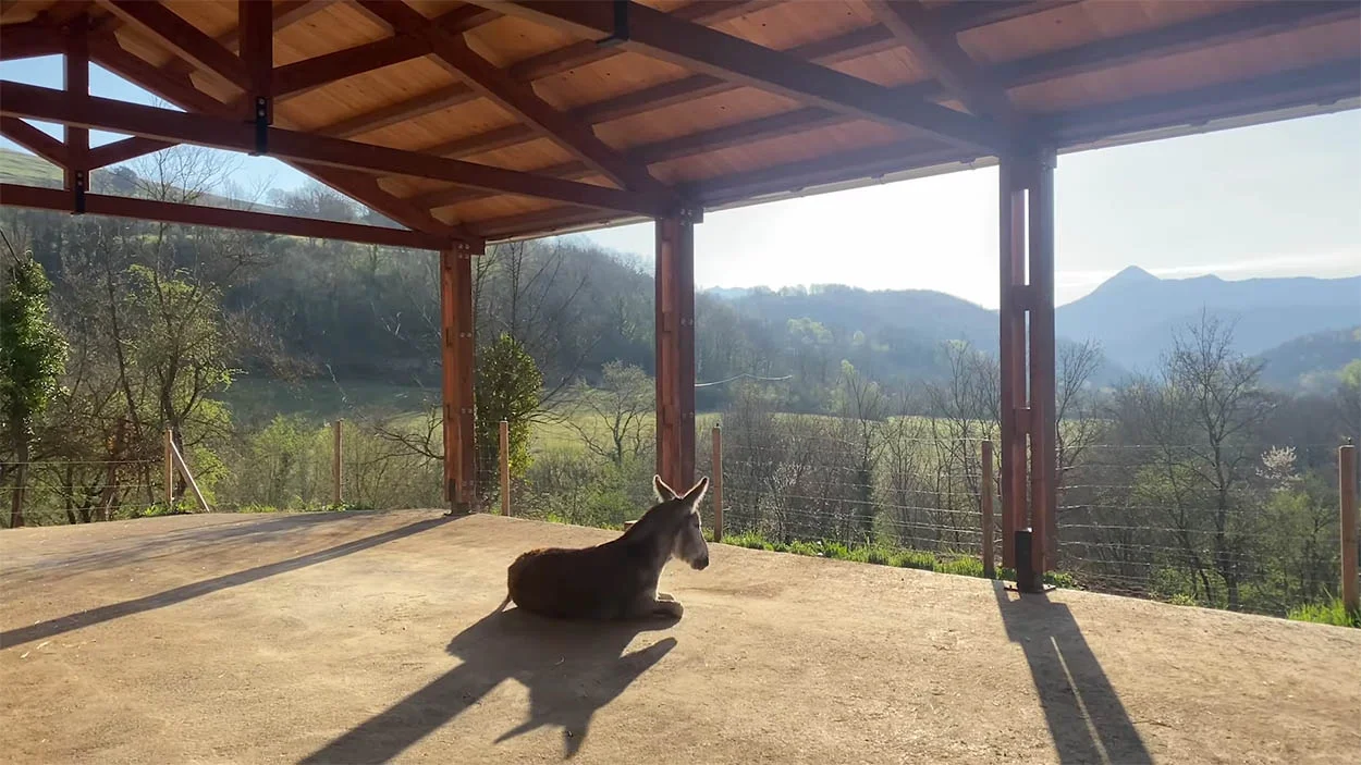 Burrito en santuario animal