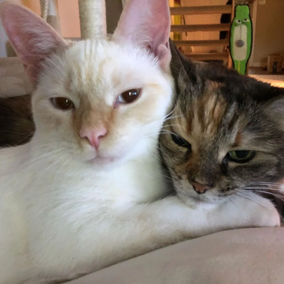Familia cuida de un gatito y resultó ser el gato que necesitaban