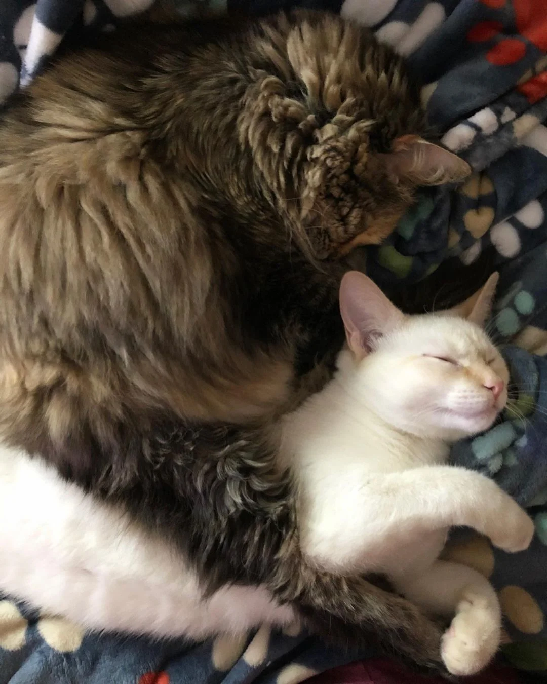 Familia cuida de un gatito