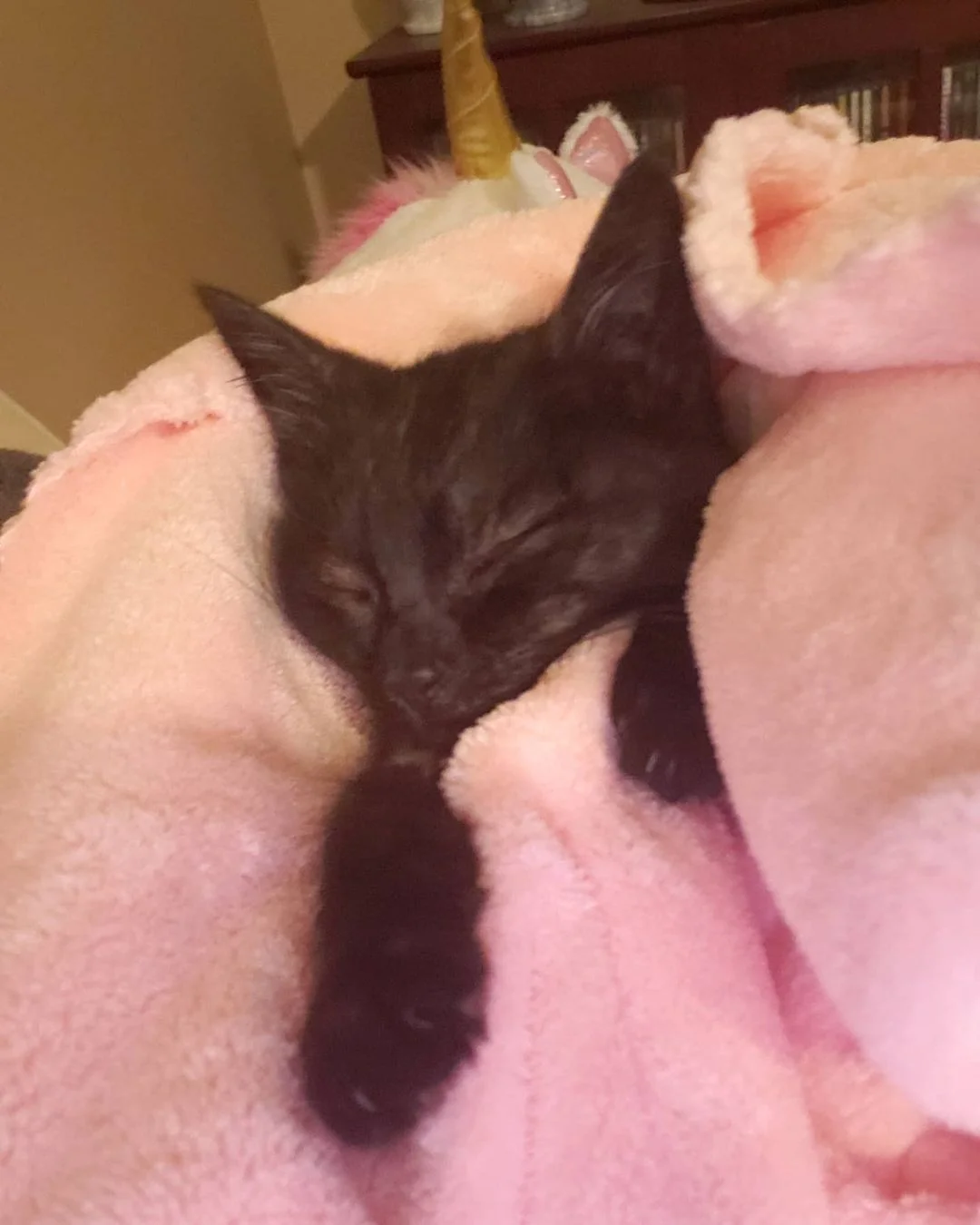 Gatita toma una siesta
