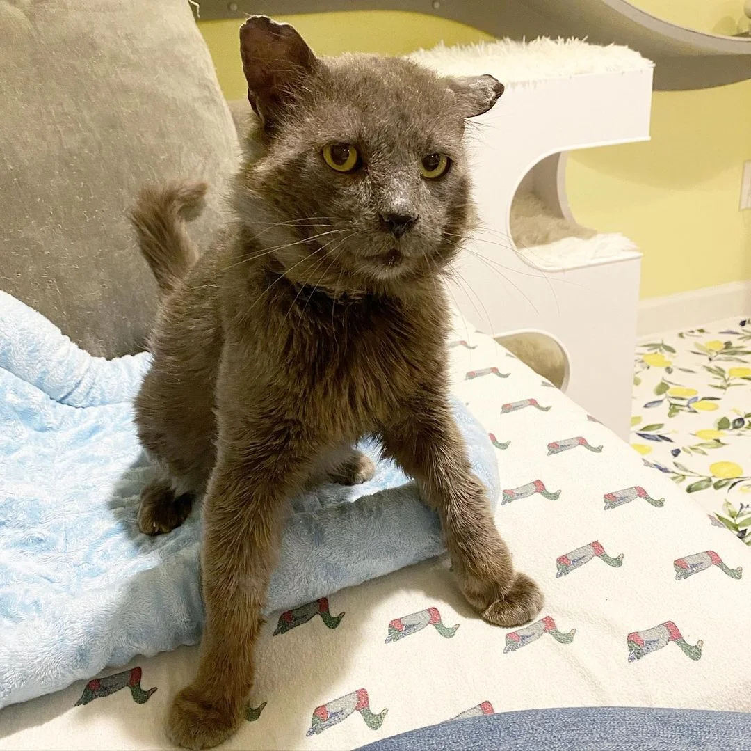 Gatito de acogida