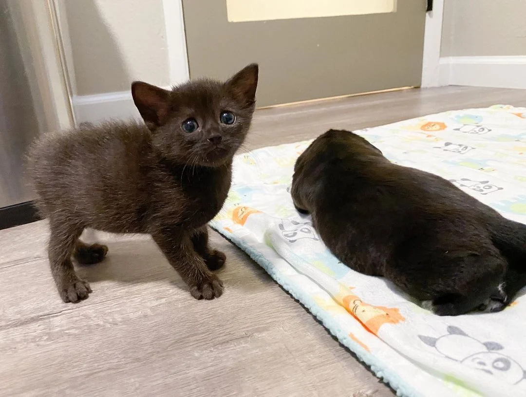 Gatito descubre un gato de aspecto extraño
