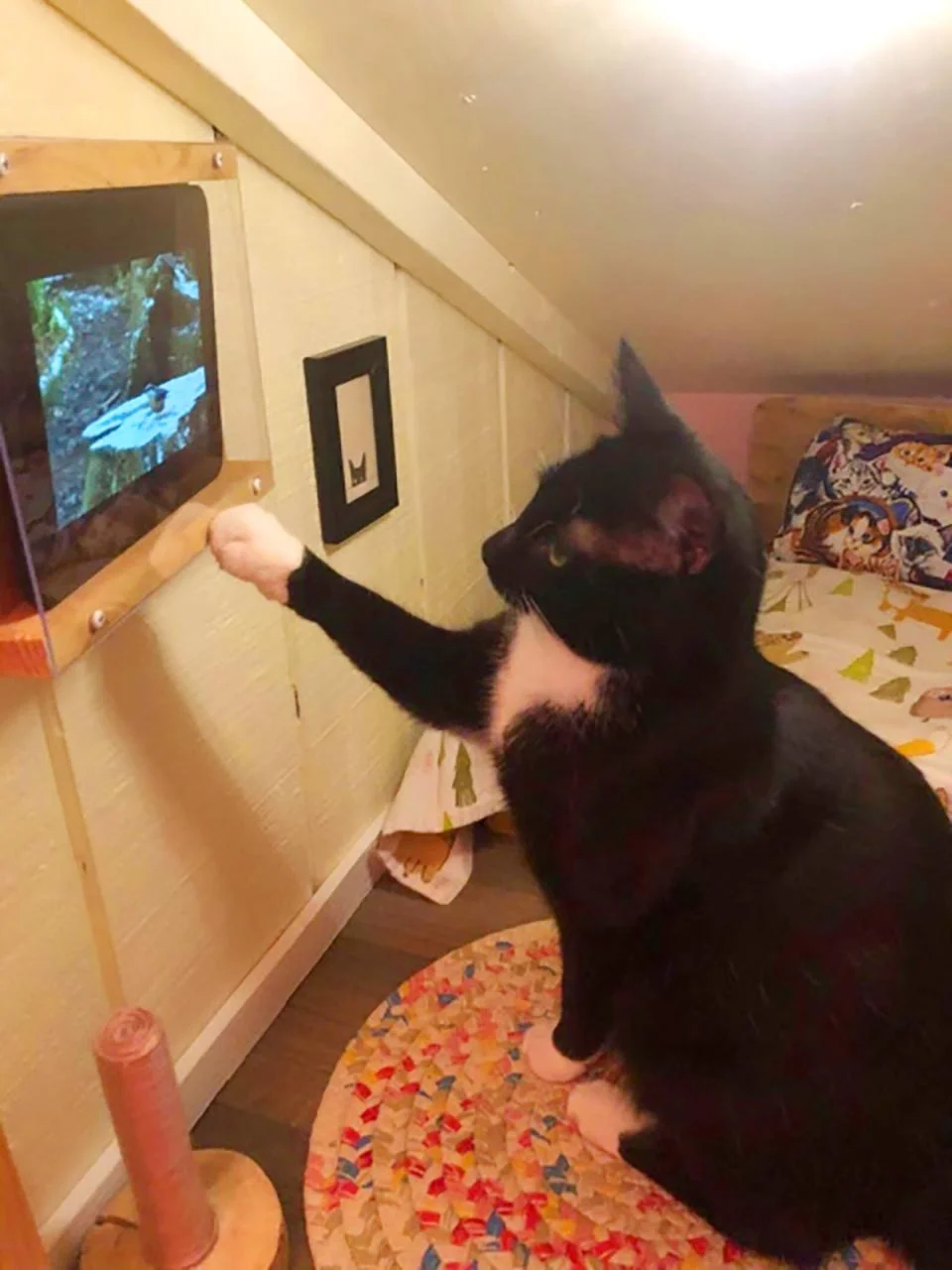 Gatito disfruta la televisión