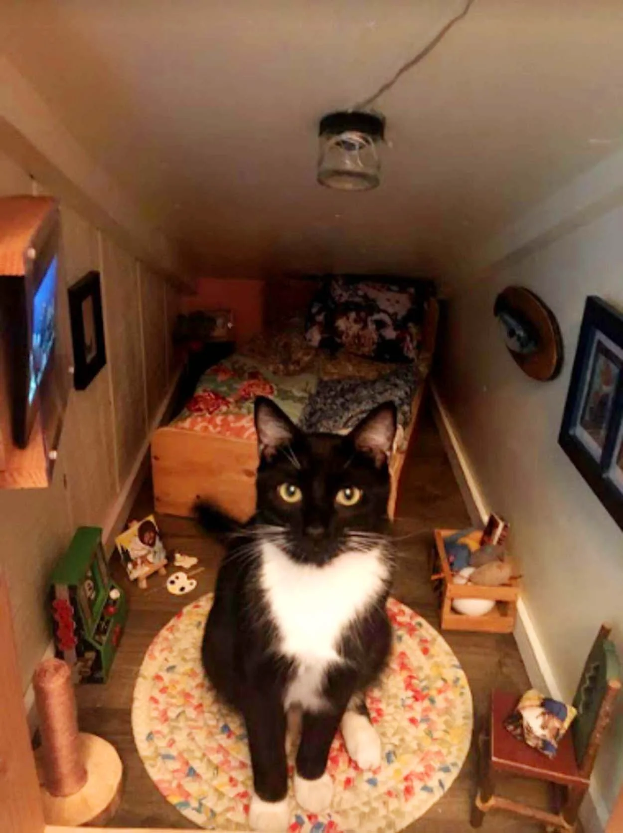Gatito en su cuarto especial