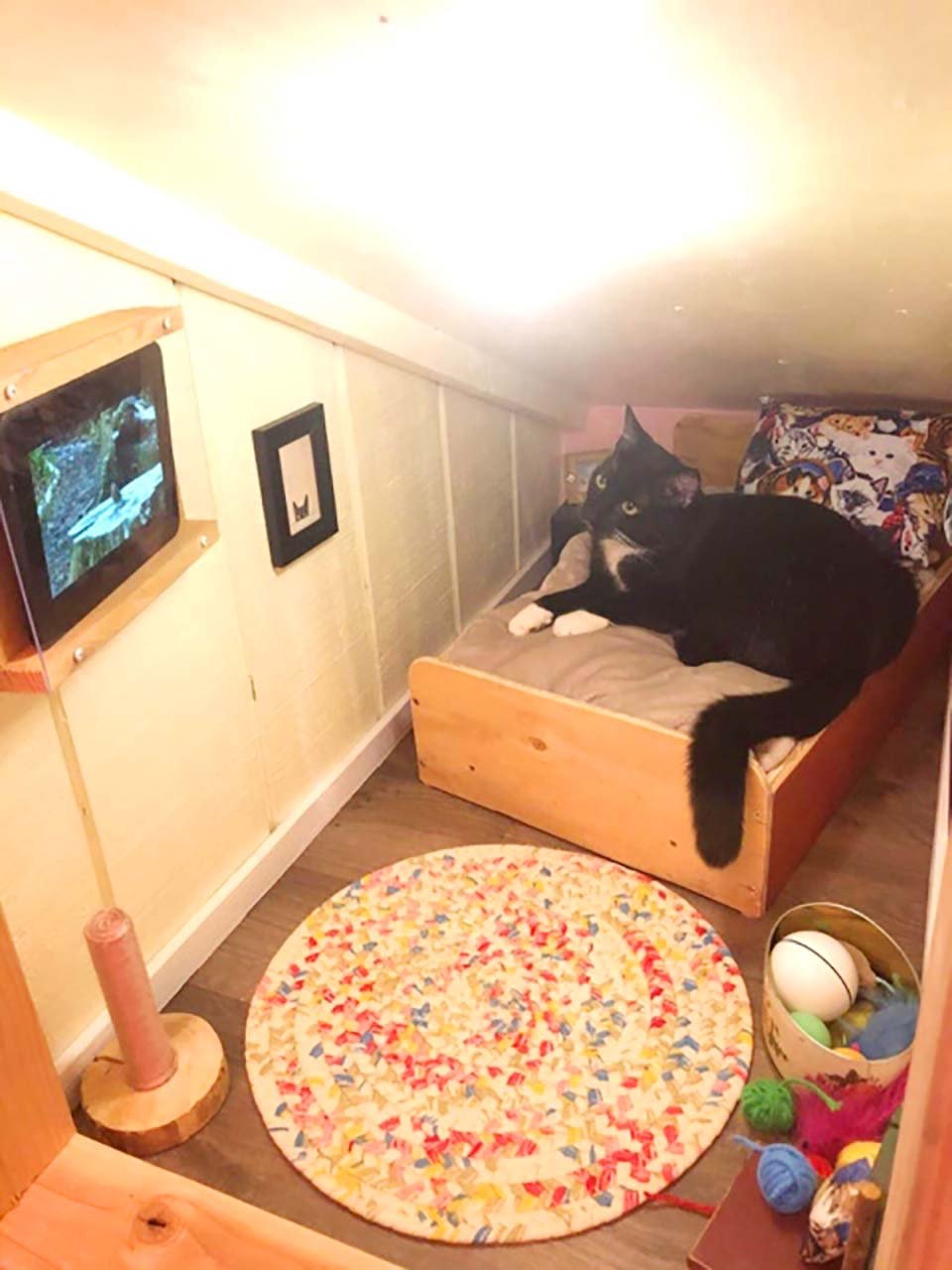 Gatito en su dormitorio