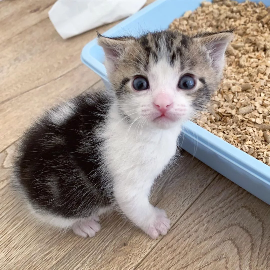Gatito encontrado en el frío se convierte en gato fuerte