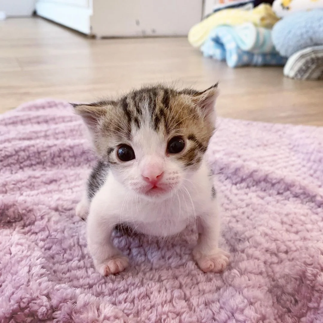 Gatito encontrado en el frío