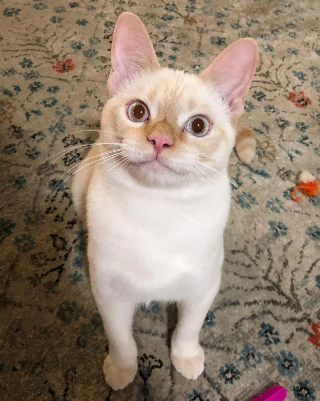 Gatito joven