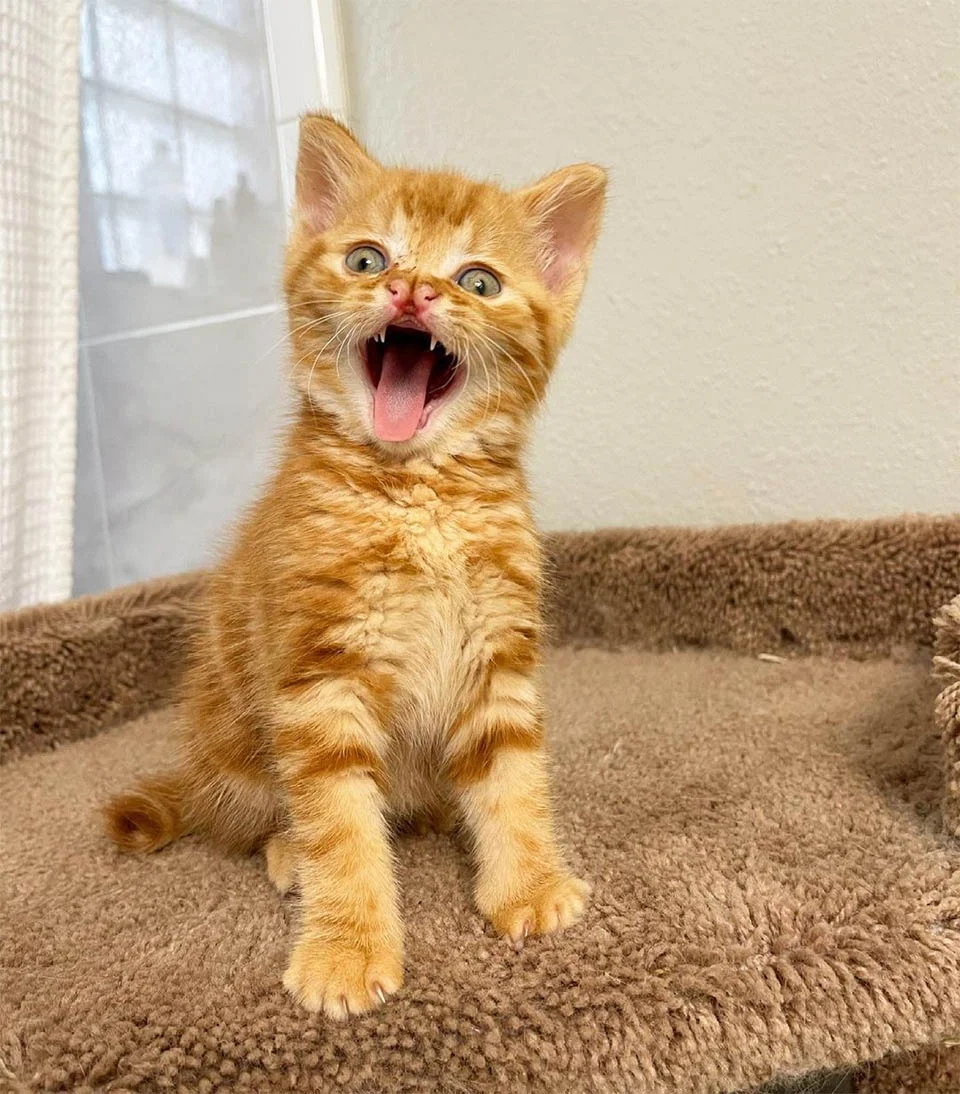 Gatito maullando