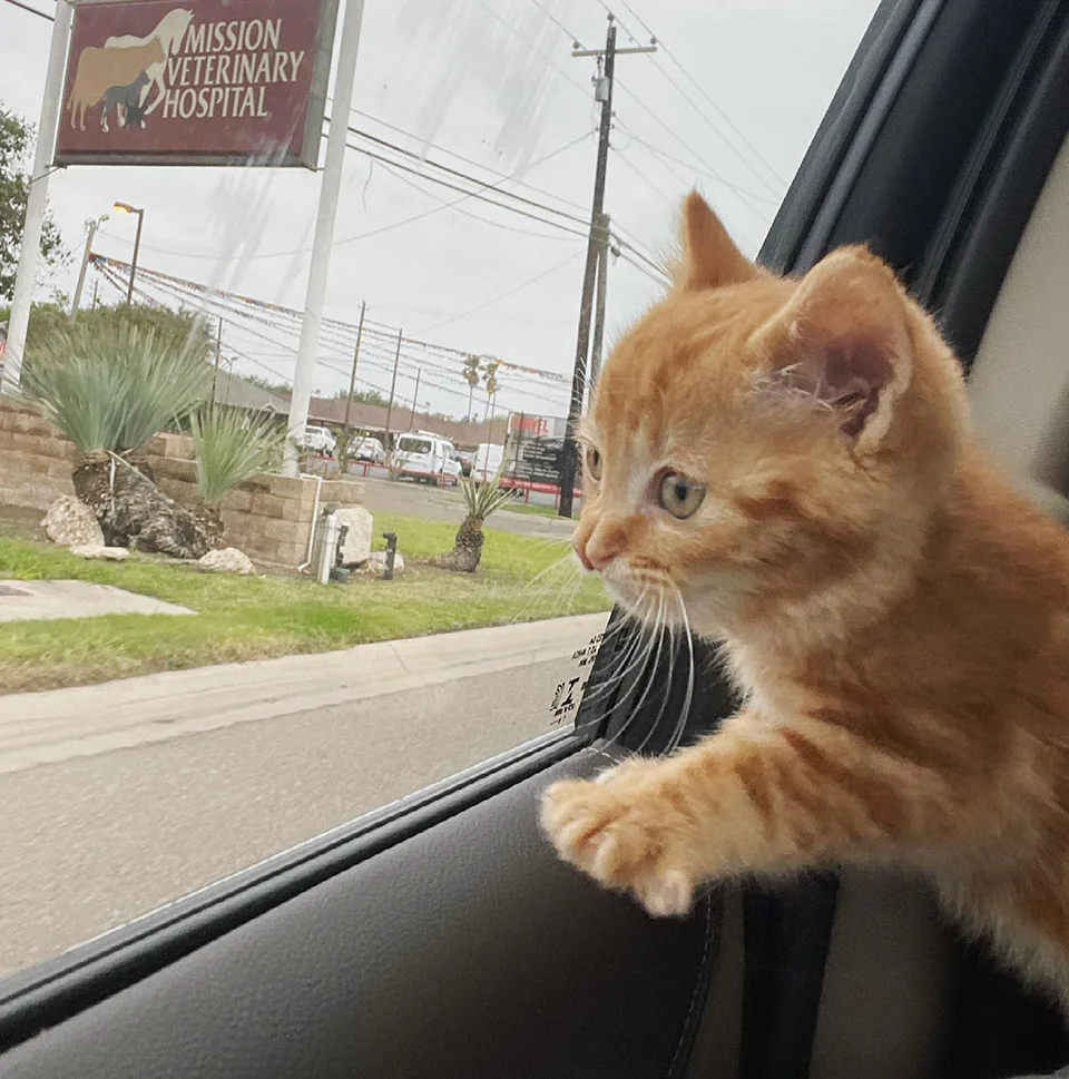 Gatito rumbo veterinario