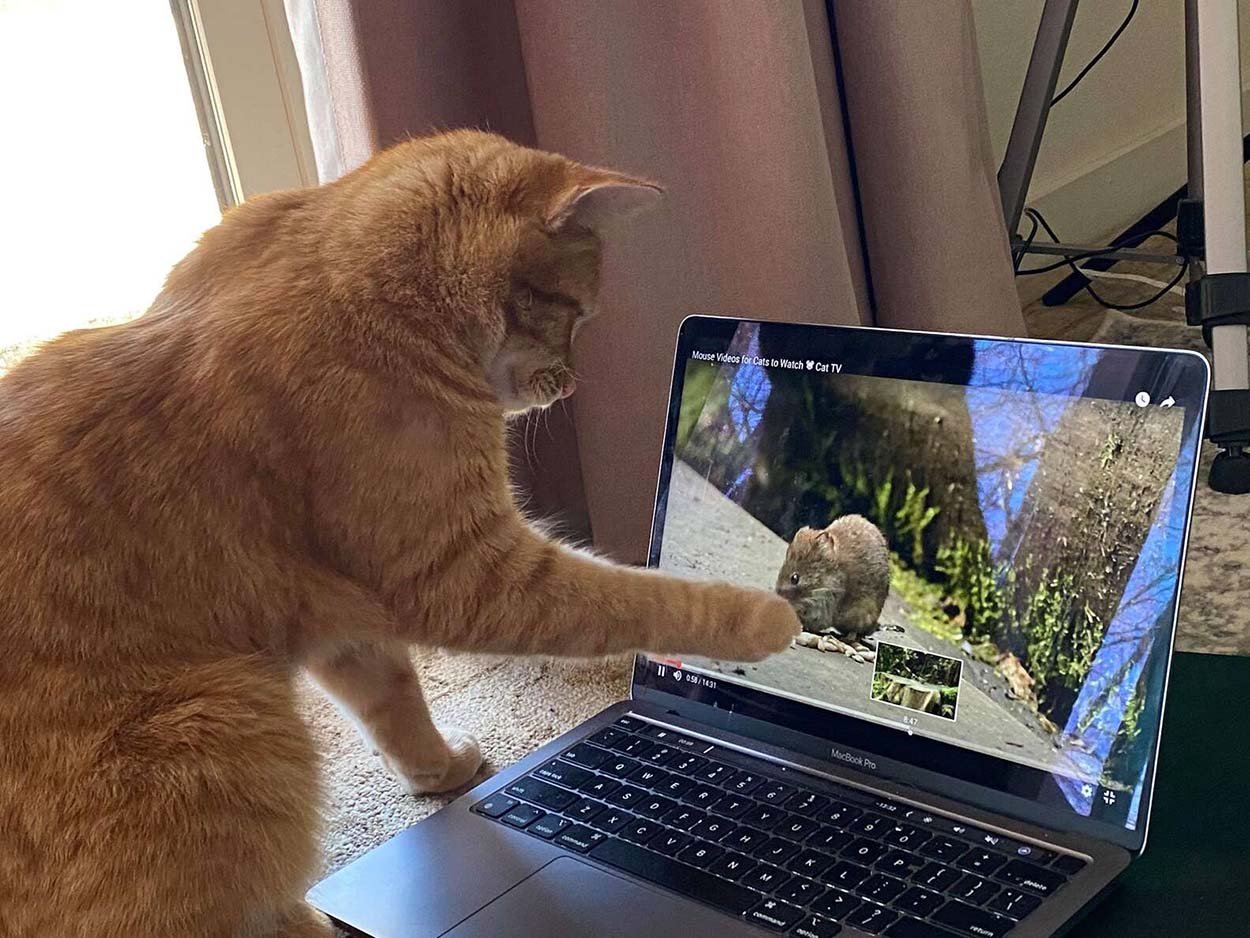 Gatito se divierte viendo videos