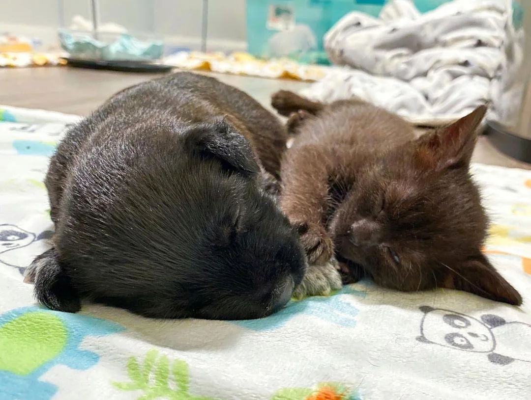 Gatito y su amigo en la guarderia