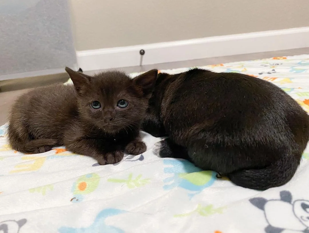 Gatito y su nuevo amigo