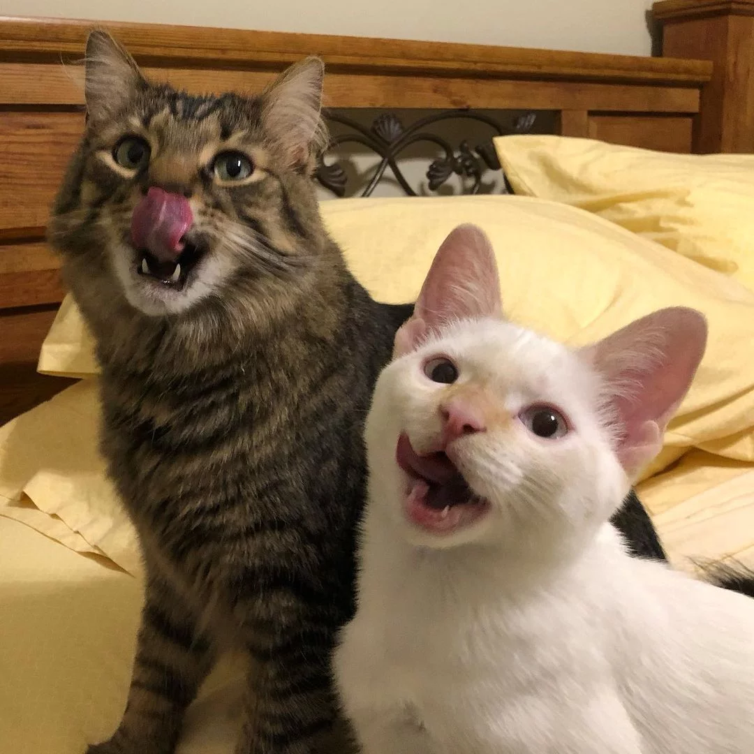 Gatitos a la hora de dormir
