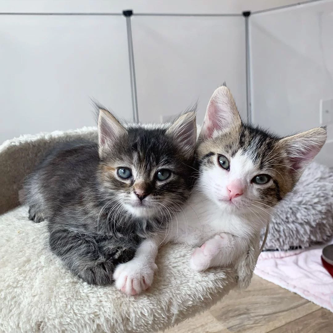 Gatitos amigos