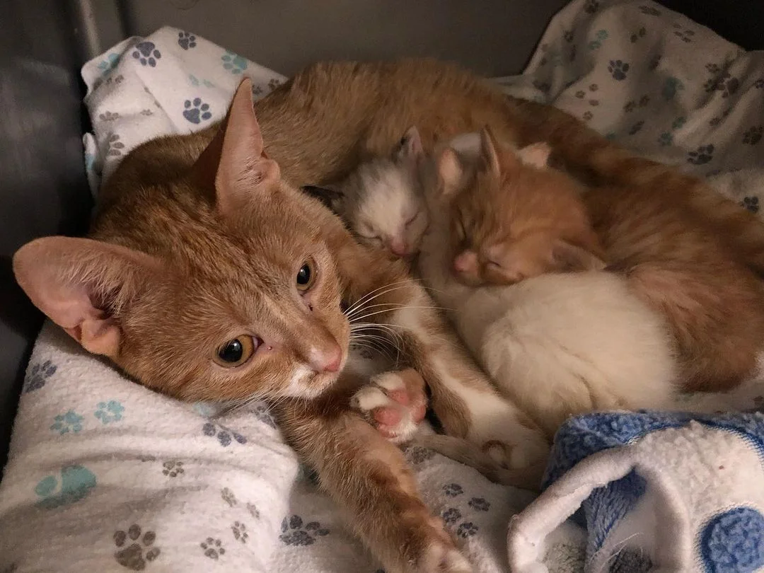 Gatitos rescatados
