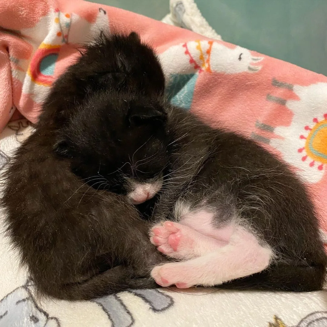 Gatitos toman una siesta