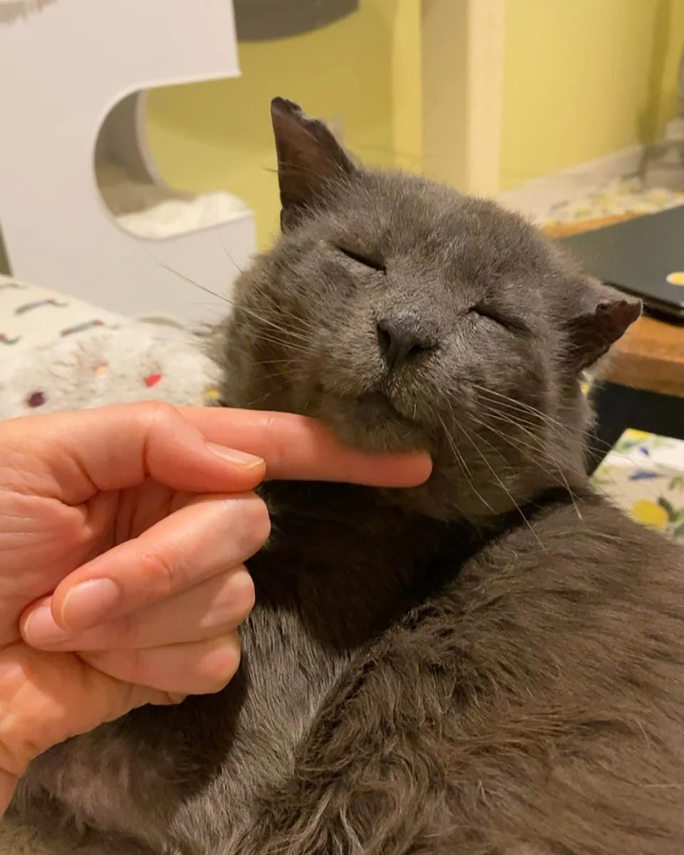 Gato con aspecto de chico rudo