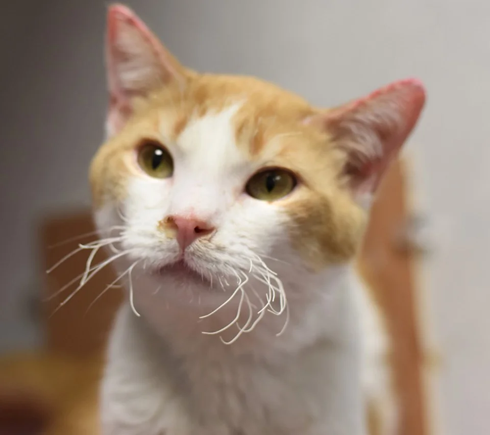 Gato con corazón rescatado