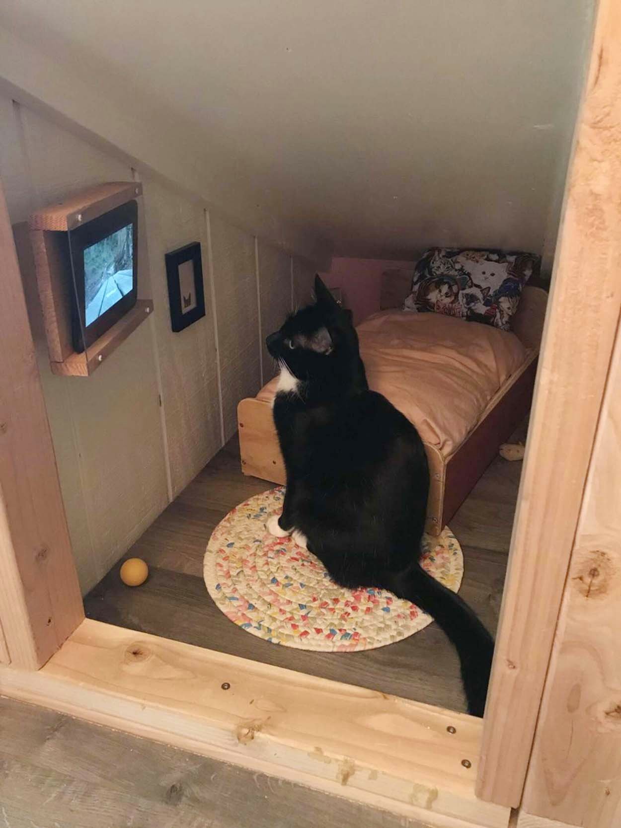 Gato disfruta ver videos en su propio cuarto