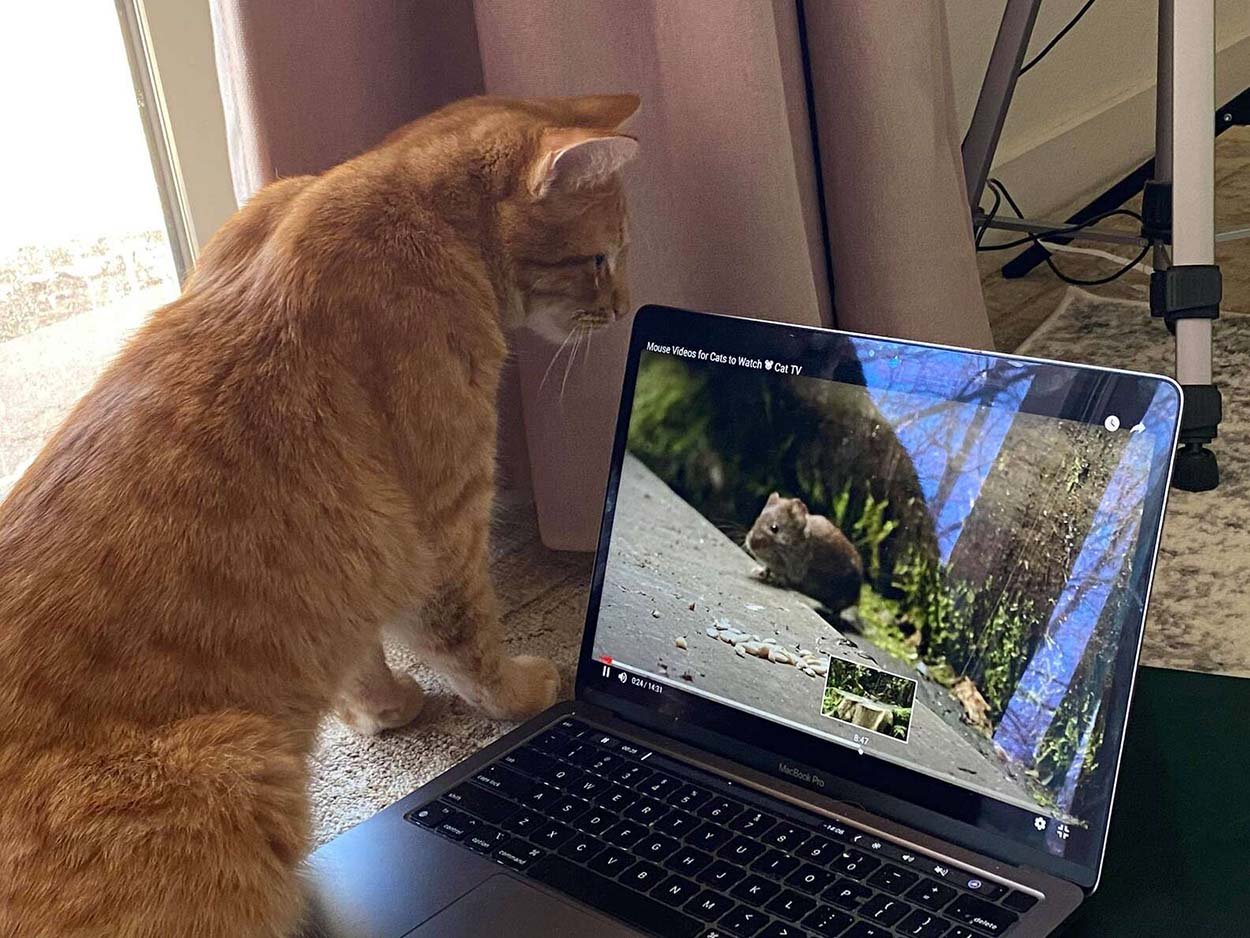 Gato viendo videos