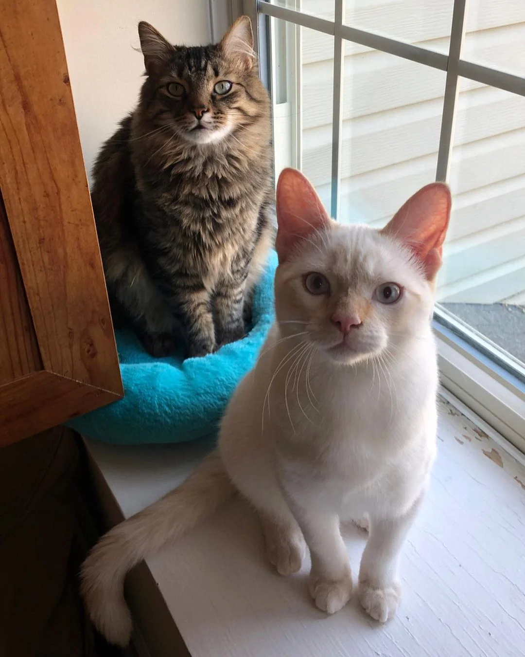 Gatos junto a la ventana