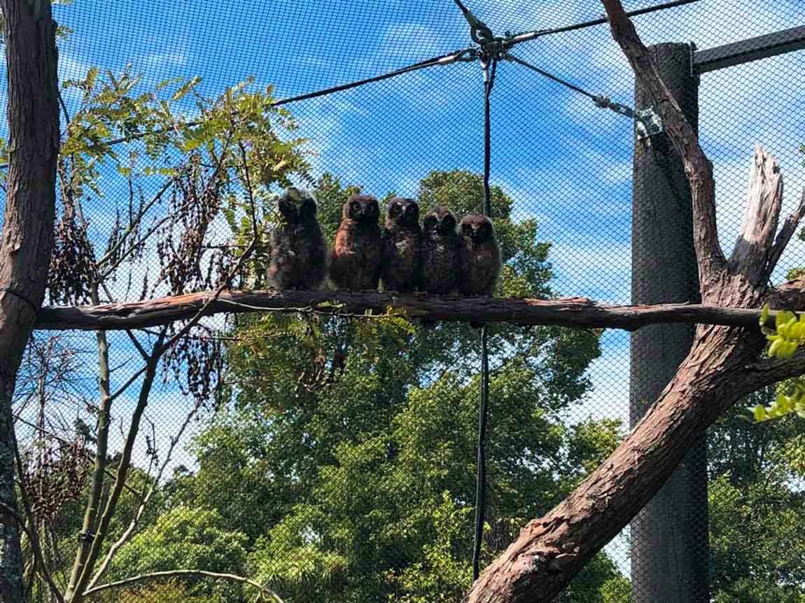 Grupo de búhos en refugio