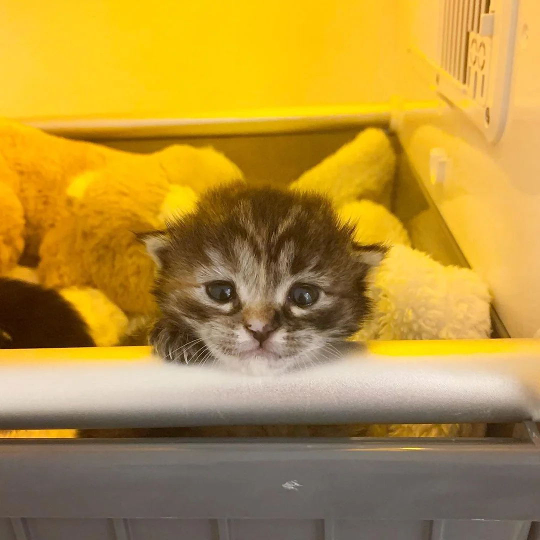 Hermoso gatito atigrado