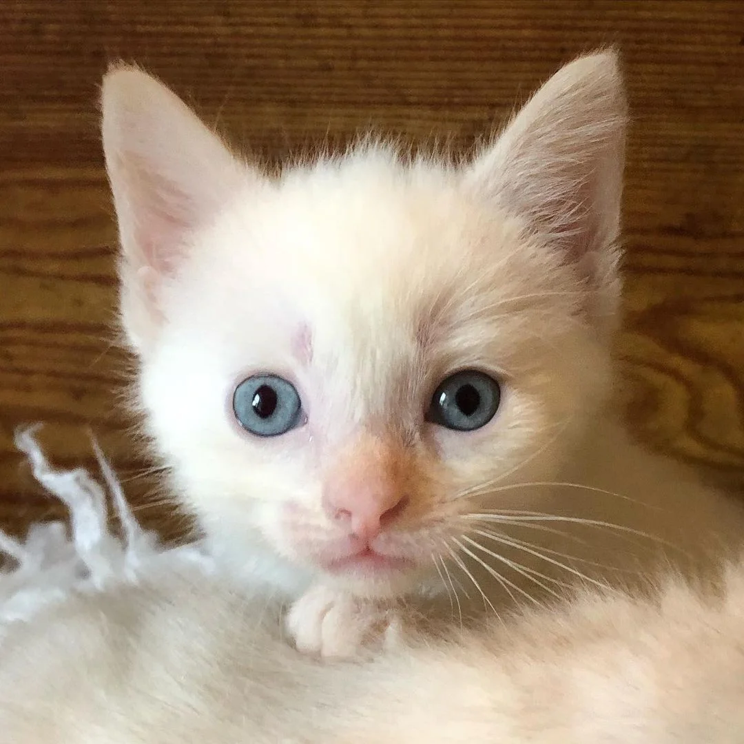 Hermoso gatito blanco
