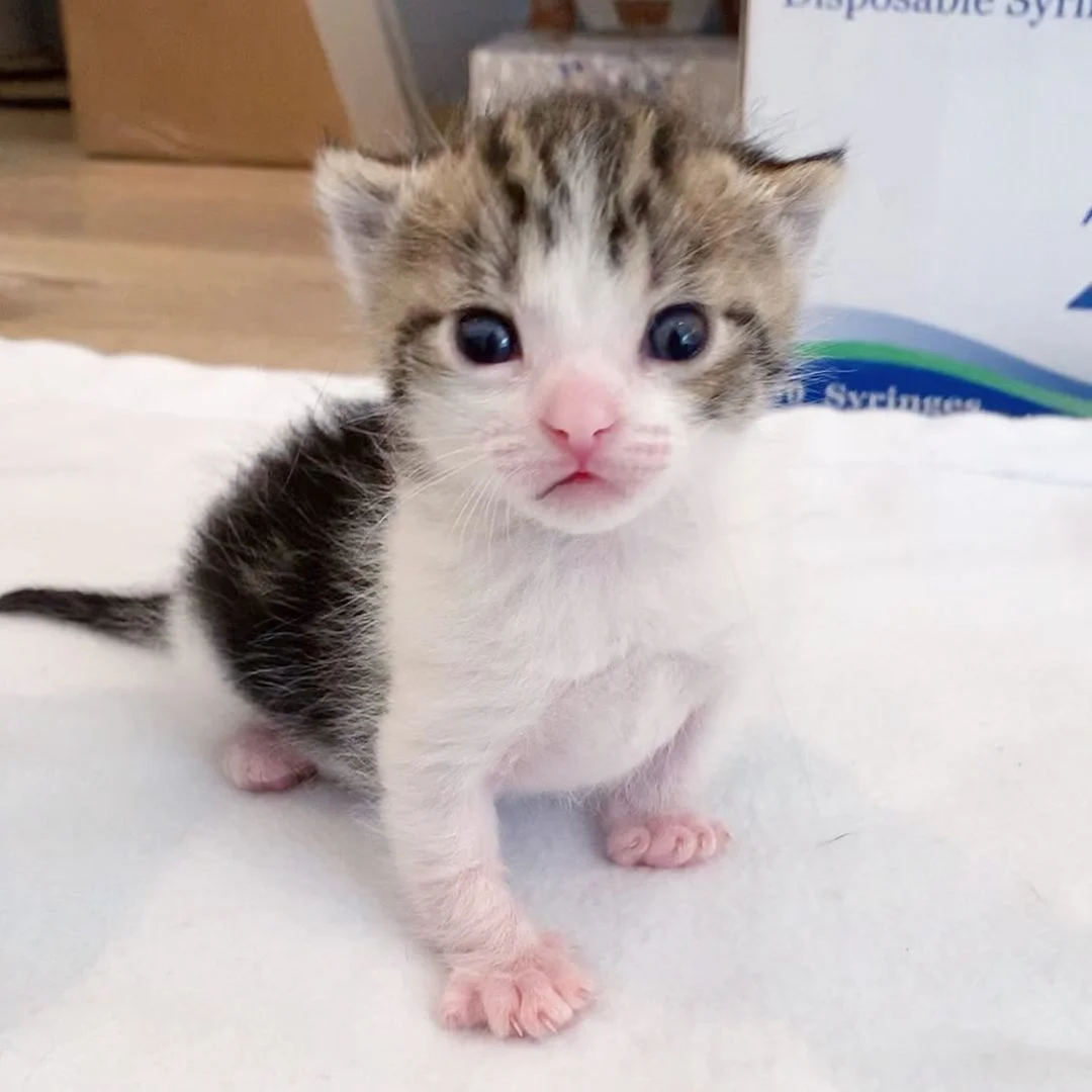 Hermoso gato bebé