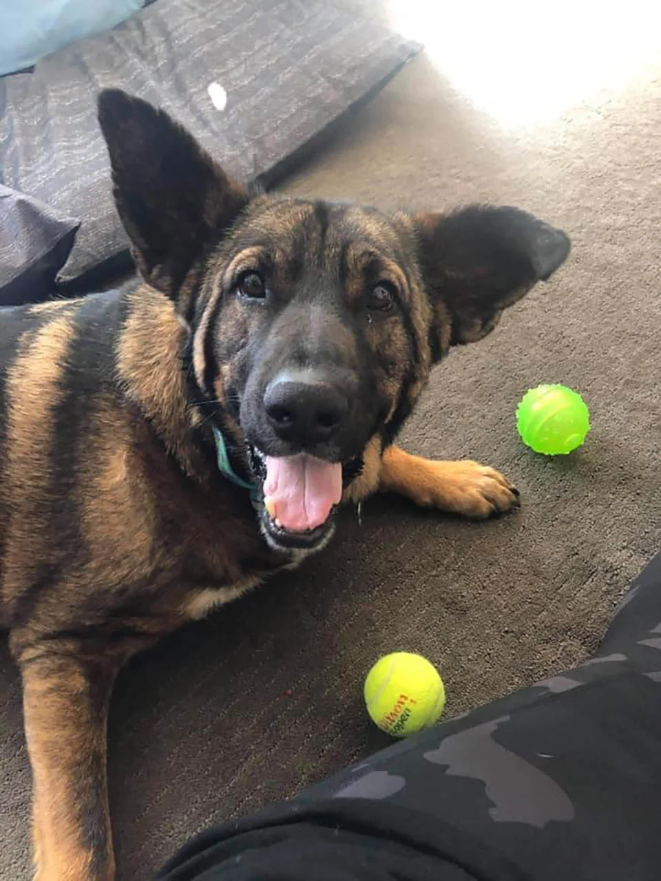 Perro que parecía convertido en piedra ahora es hermoso