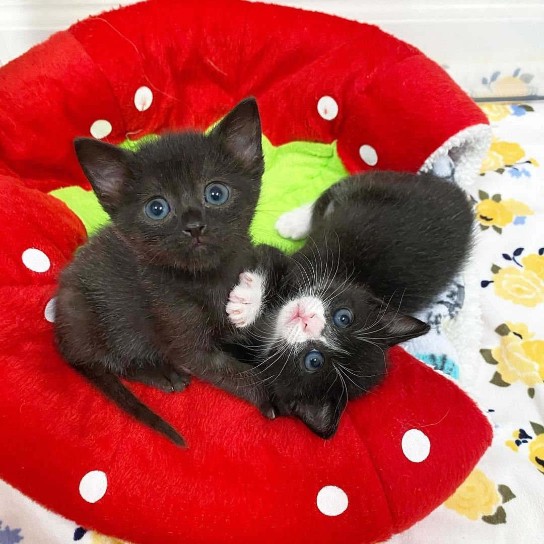 Hermosos gatitos bebés