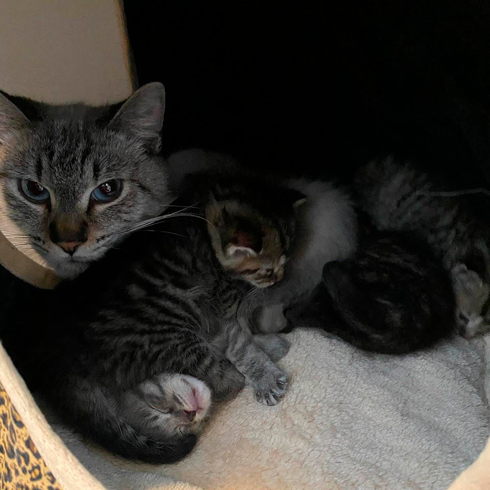 Mamá felina y gatitos