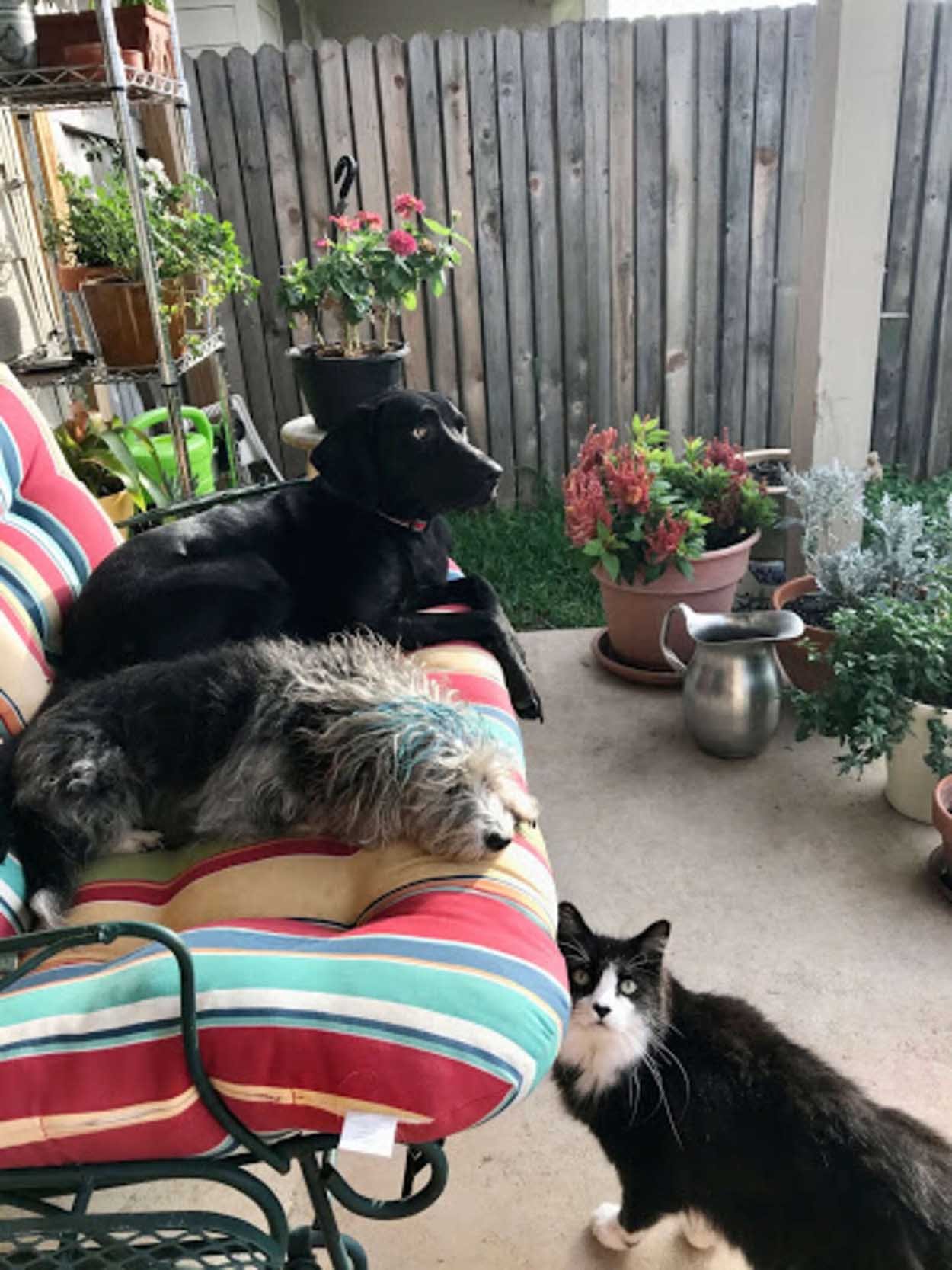 Mascotas descansando juntas