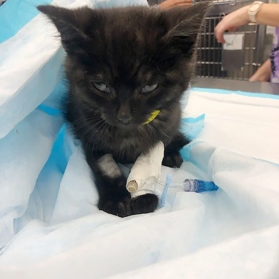 Pequeña gatita rescatada